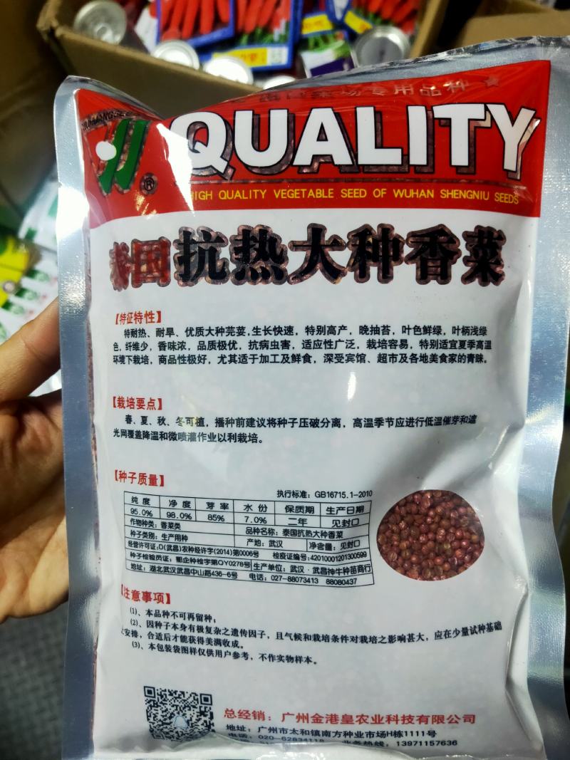 铁杆香菜种子农户大田大叶芫荽种籽四季食用大叶香菜种子