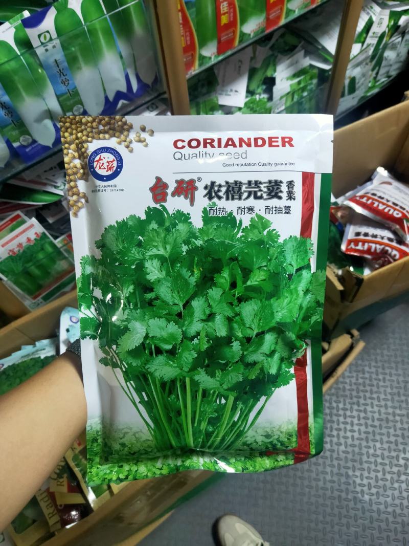 铁杆香菜种子农户大田大叶芫荽种籽四季食用大叶香菜种子
