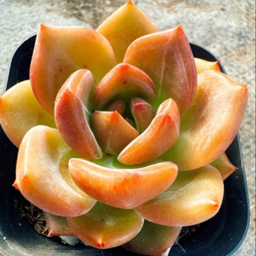 香槟