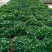 草花本薄荷190盆，基地有量，价格优惠欢迎订购。