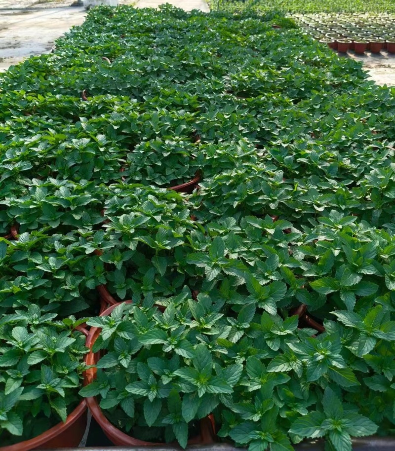 草花本薄荷190盆，基地有量，价格优惠欢迎订购。