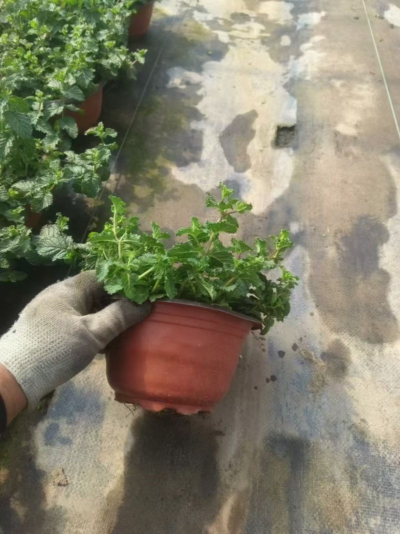 草花本薄荷190盆，基地有量，价格优惠欢迎订购。