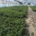 草花本薄荷190盆，基地有量，价格优惠欢迎订购。