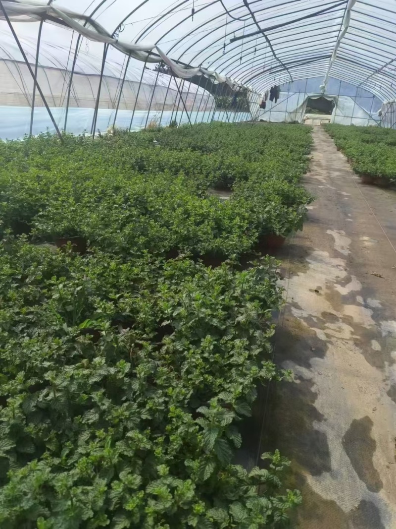 草花本薄荷190盆，基地有量，价格优惠欢迎订购。