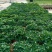 草花本薄荷190盆，基地有量，价格优惠欢迎订购。