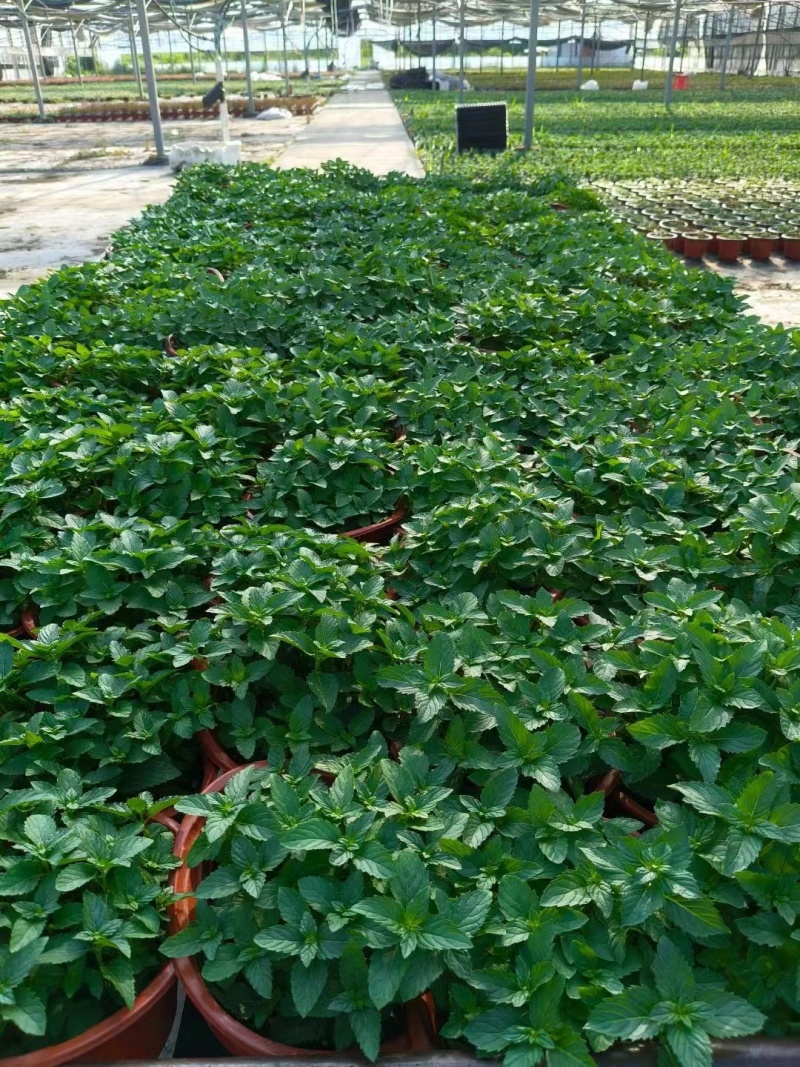 草花本薄荷190盆，基地有量，价格优惠欢迎订购。