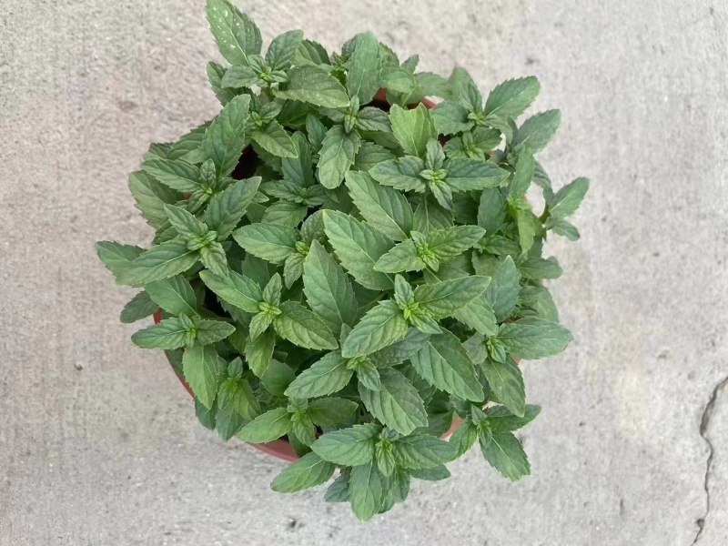 草花本薄荷190盆，基地有量，价格优惠欢迎订购。