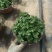 草花本薄荷190盆，基地有量，价格优惠欢迎订购。