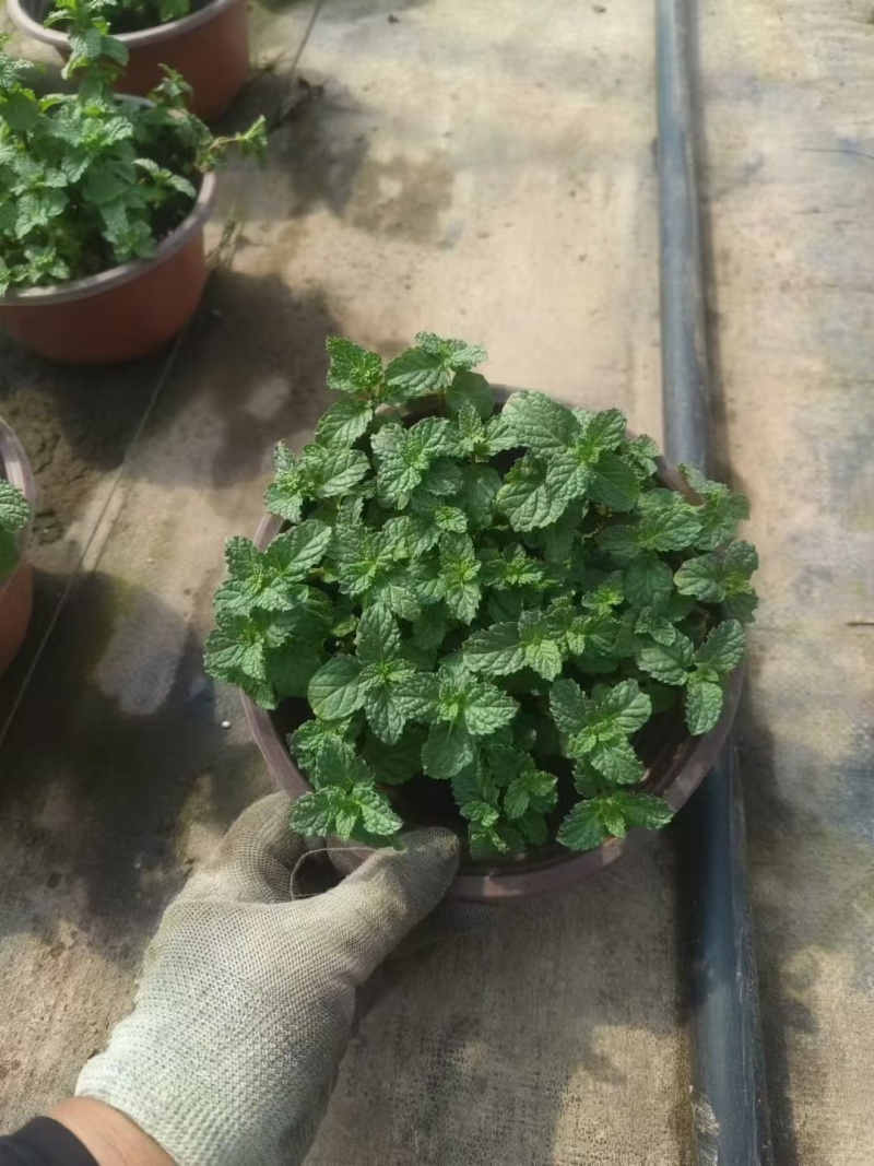 草花本薄荷190盆，基地有量，价格优惠欢迎订购。