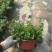 草花本薄荷190盆，基地有量，价格优惠欢迎订购。