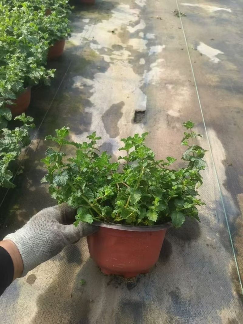 草花本薄荷190盆，基地有量，价格优惠欢迎订购。
