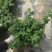 草花本薄荷190盆，基地有量，价格优惠欢迎订购。