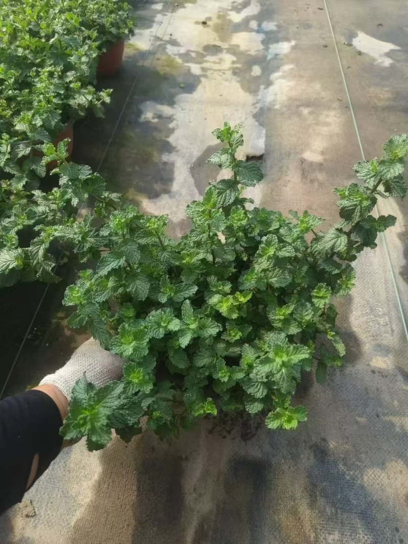 草花本薄荷190盆，基地有量，价格优惠欢迎订购。