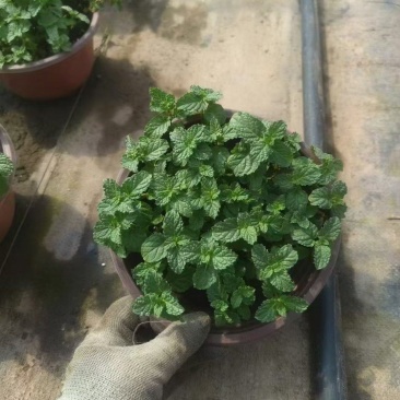 草花本薄荷190盆，基地有量，价格优惠欢迎订购。