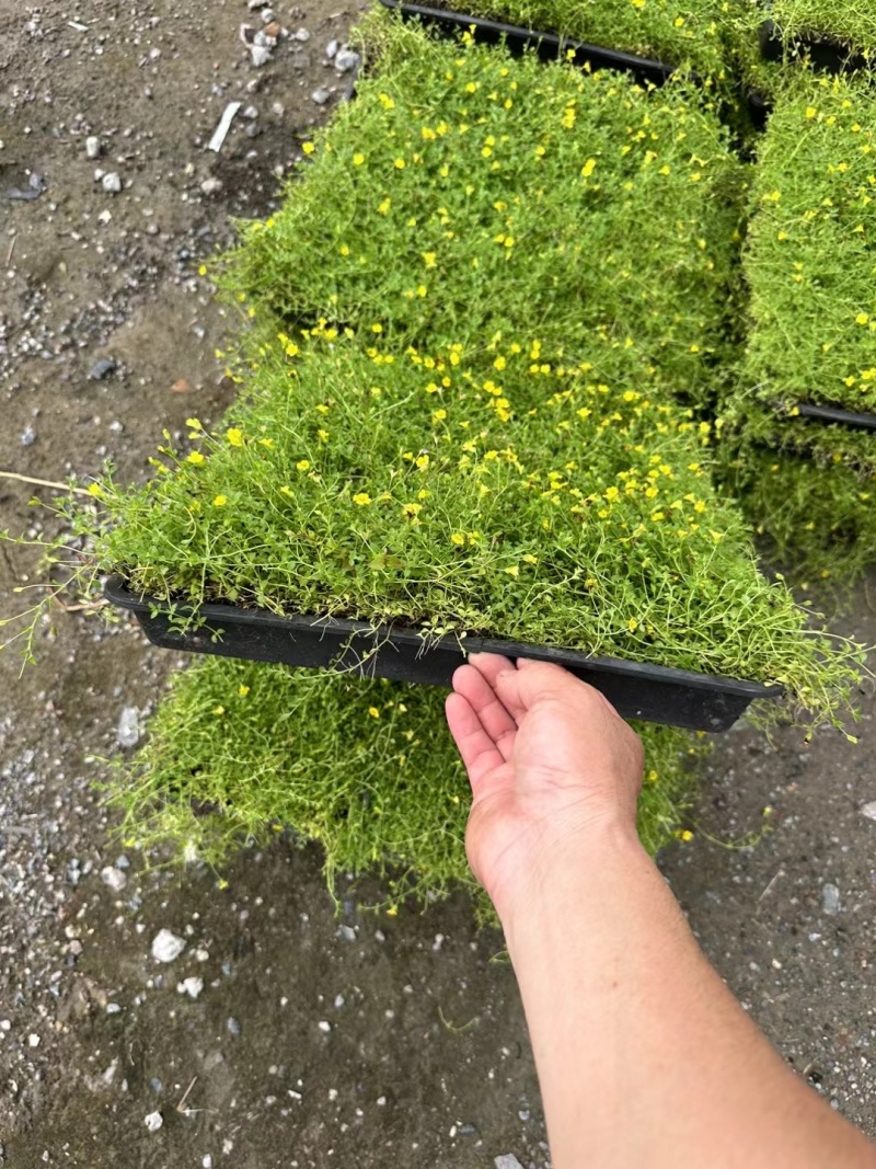 地被草金莎蔓方盘40x40，基地有量，价优，欢迎订购。