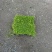 地被草金莎蔓方盘40x40，基地有量，价优，欢迎订购。