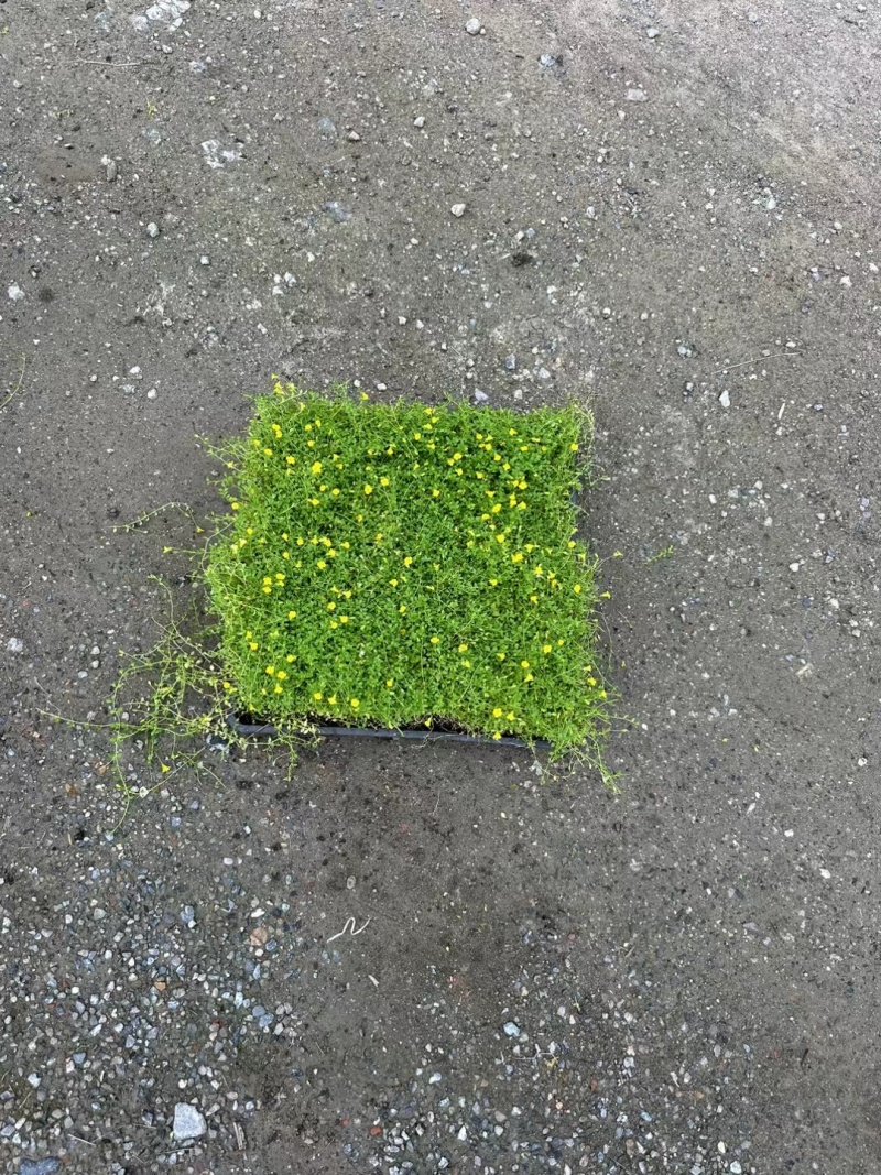 地被草金莎蔓方盘40x40，基地有量，价优，欢迎订购。