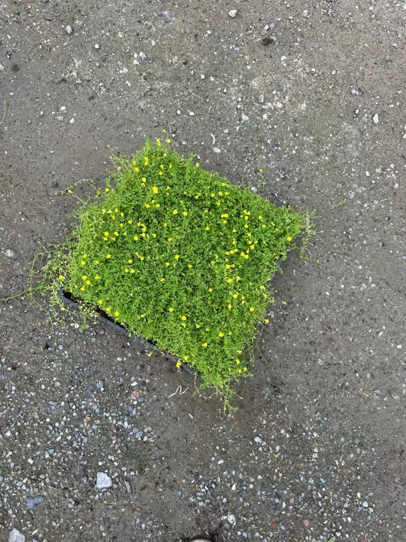 地被草金莎蔓方盘40x40，基地有量，价优，欢迎订购。