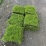 地被草金莎蔓方盘40x40，基地有量，价优，欢迎订购。