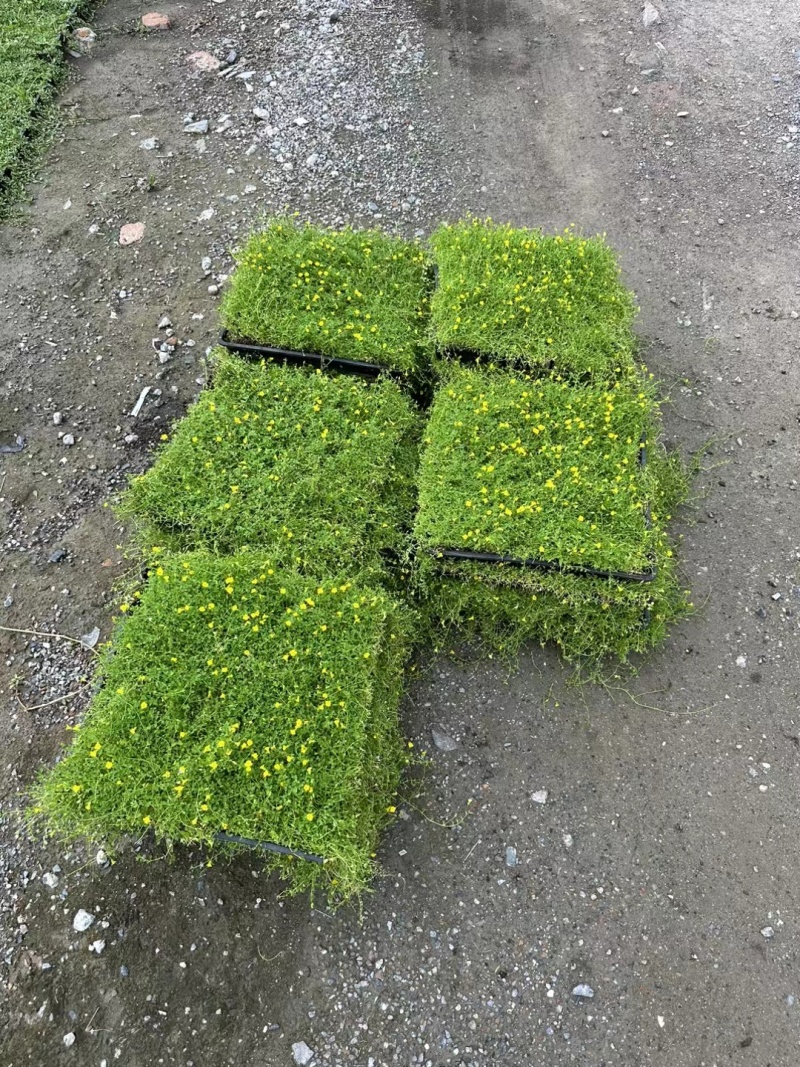 地被草金莎蔓方盘40x40，基地有量，价优，欢迎订购。