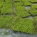地被草金莎蔓方盘40x40，基地有量，价优，欢迎订购。