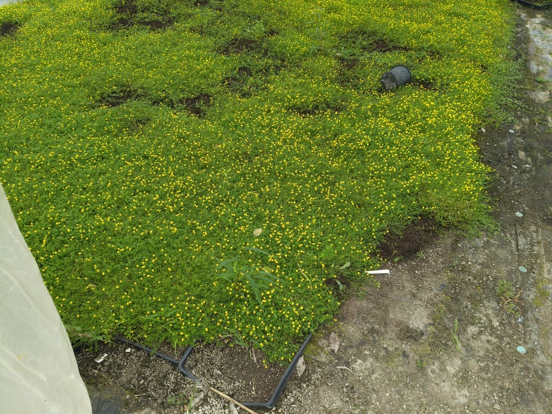 地被草金莎蔓方盘40x40，基地有量，价优，欢迎订购。