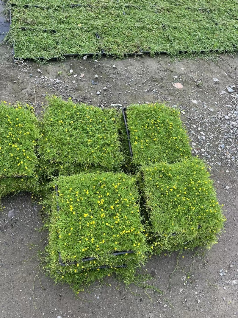地被草金莎蔓方盘40x40，基地有量，价优，欢迎订购。