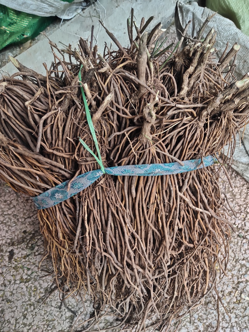 威灵仙