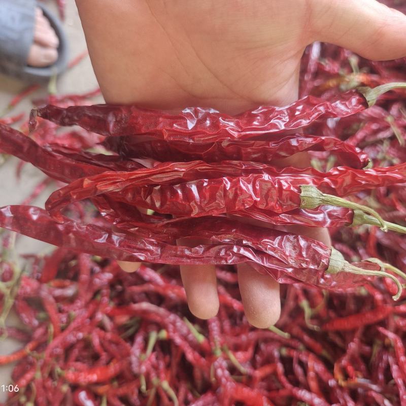 天津二荆条干辣椒带把精品货大量上市干辣椒对接各大市场