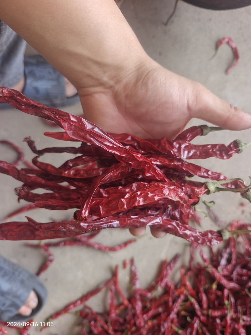 天津二荆条干辣椒带把精品货大量上市干辣椒对接各大市场