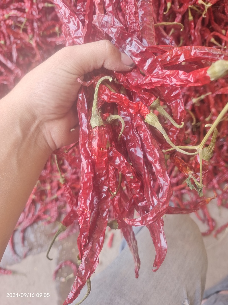 天津二荆条干辣椒带把精品货大量上市干辣椒对接各大市场