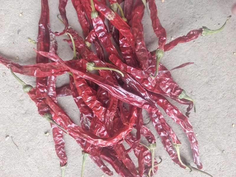 天津二荆条干辣椒带把精品货大量上市干辣椒对接各大市场