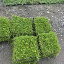 地被草金莎蔓方盘40x40，基地有量，价优，欢迎订购。