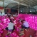 福建平和红心柚，产地直发，电商，落地配，社区团购。