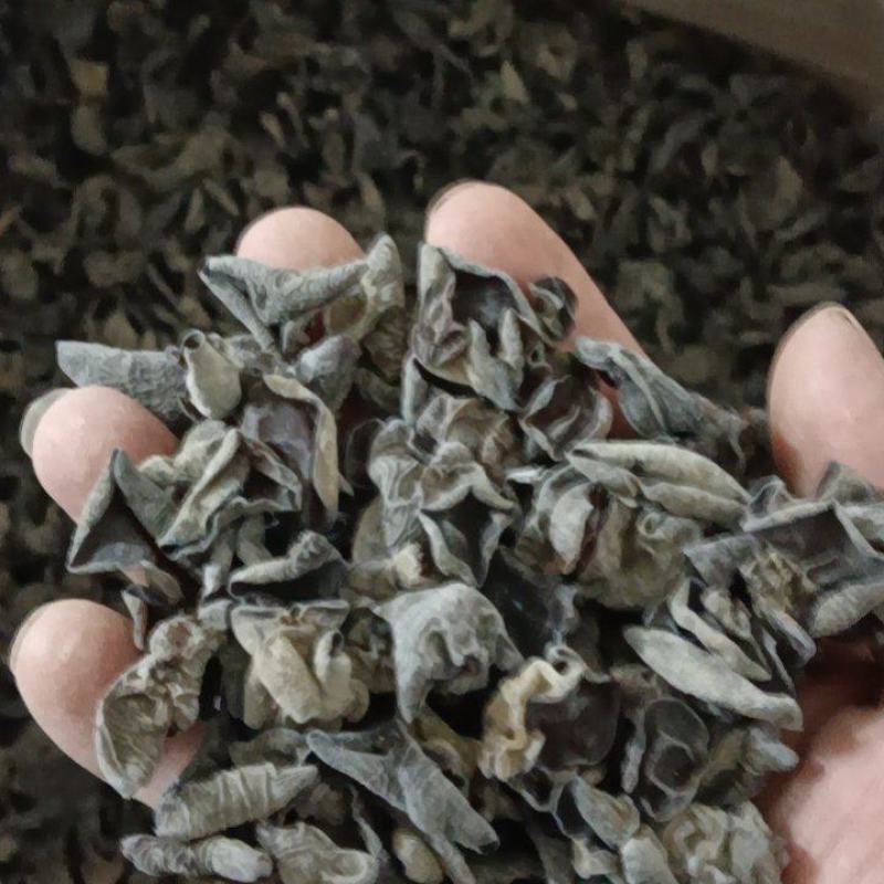 精品东北黑木耳口感好，味道纯正可视频看货