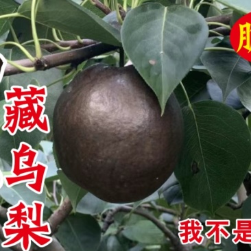 藏乌梨