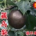 藏乌梨