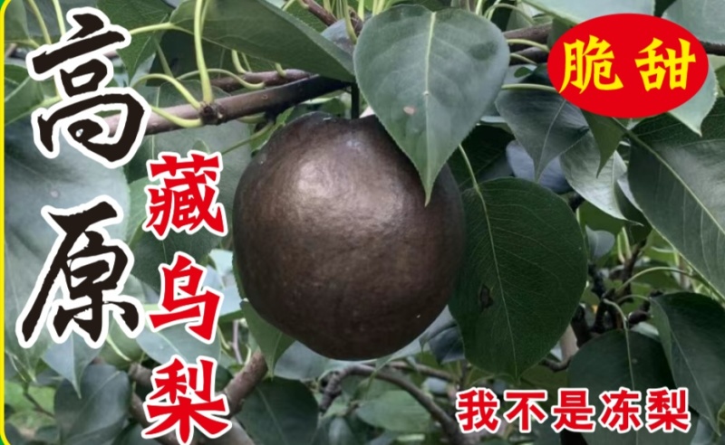 藏乌梨
