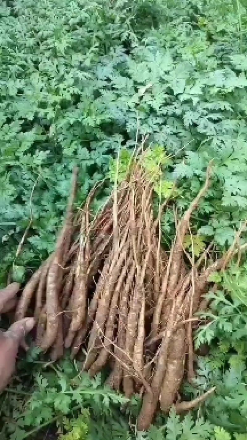 产地当归直发品质保障24小时在线购买新鲜送达