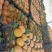 莲花甜心脆柿，口感脆甜，价格便宜，海量货源，耐运输