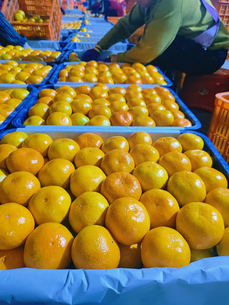 特早蜜橘大量上市汁水充足口感纯甜可视频看货