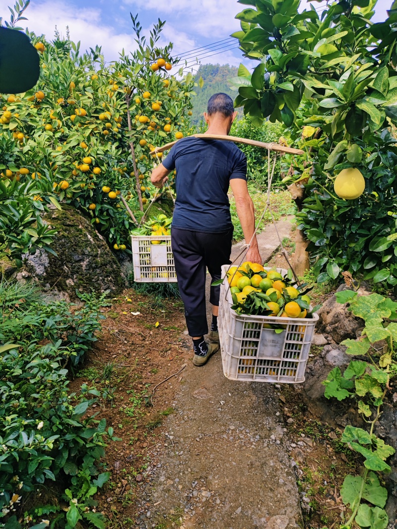 特早蜜橘大量上市汁水充足口感纯甜可视频看货