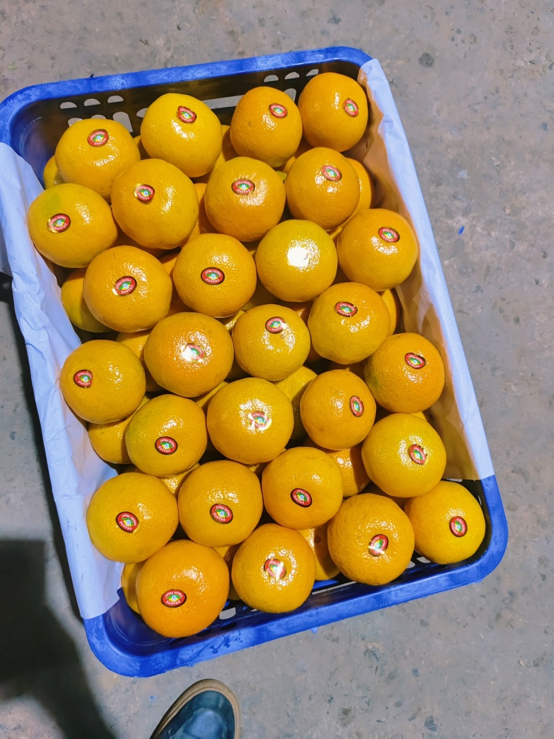 特早蜜橘大量上市汁水充足口感纯甜可视频看货