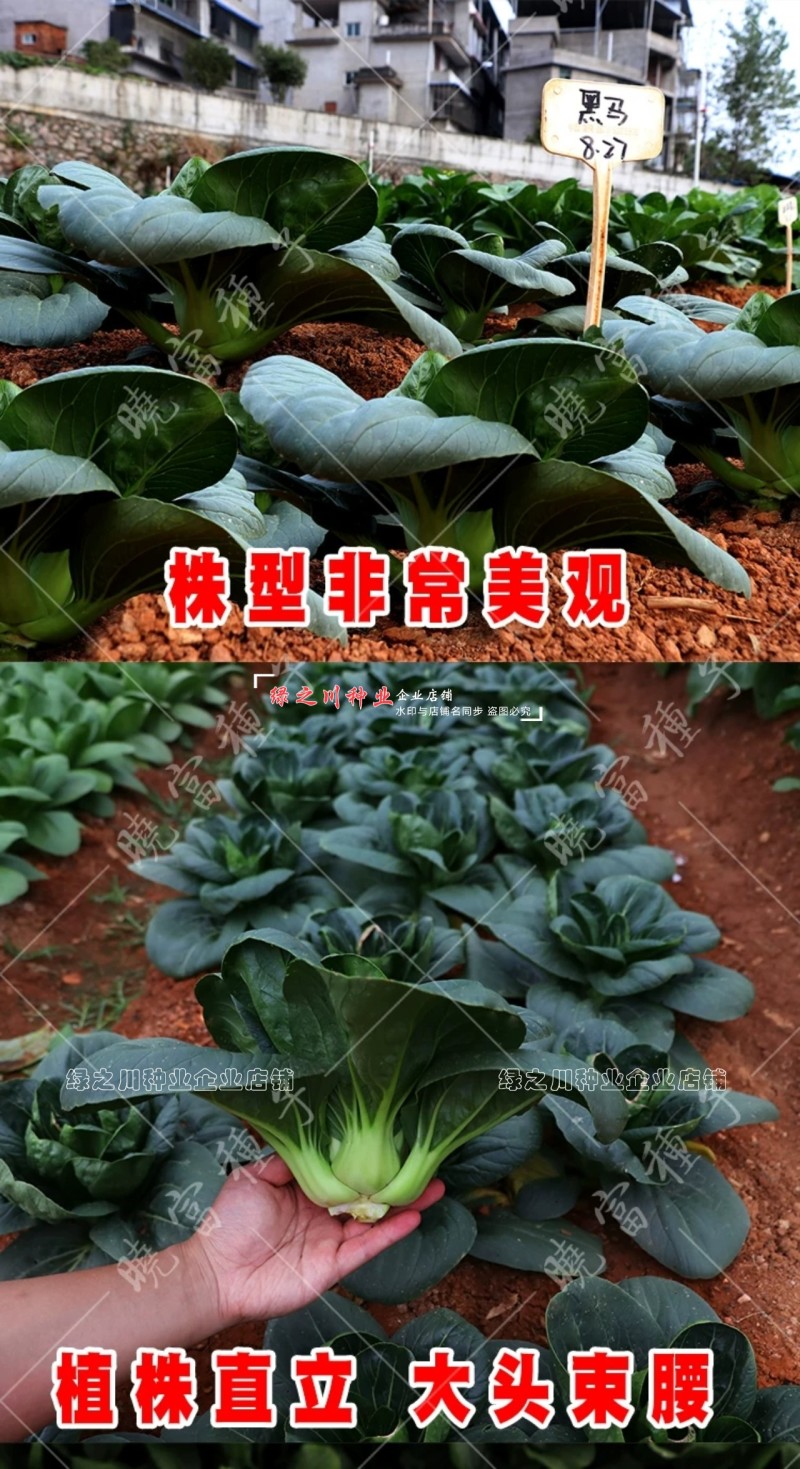 晓富黑马青梗菜种子黑叶油亮苏州青种子大头束腰甜嫩好吃