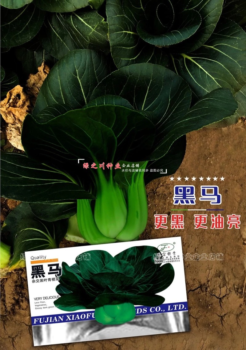 晓富黑马青梗菜种子黑叶油亮苏州青种子大头束腰甜嫩好吃