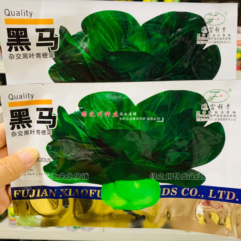 晓富黑马青梗菜种子黑叶油亮苏州青种子大头束腰甜嫩好吃
