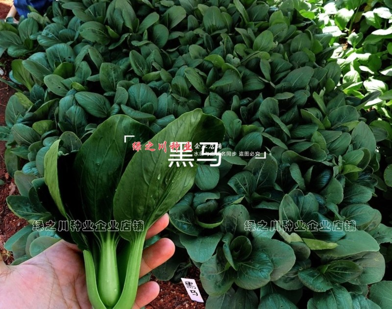 晓富黑马青梗菜种子黑叶油亮苏州青种子大头束腰甜嫩好吃