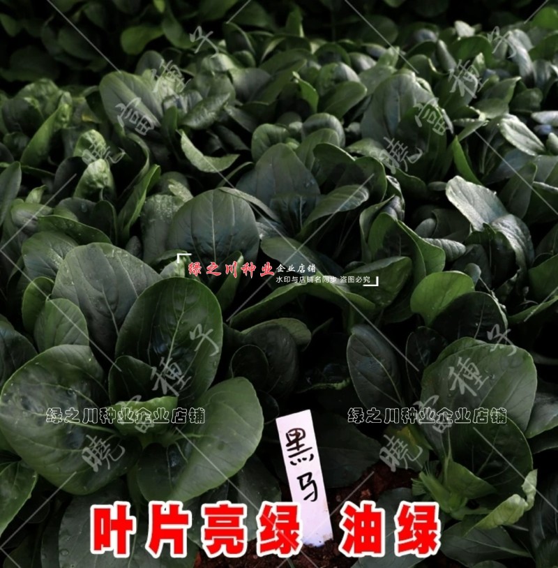 晓富黑马青梗菜种子黑叶油亮苏州青种子大头束腰甜嫩好吃