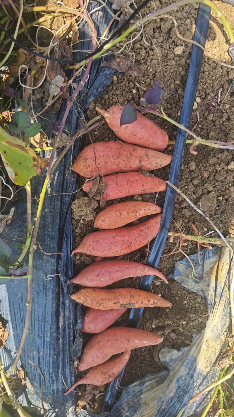 四川产地直发西瓜红，红薯，无断无虫眼，条形货