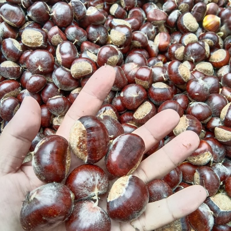 大量出售小黄蓬
